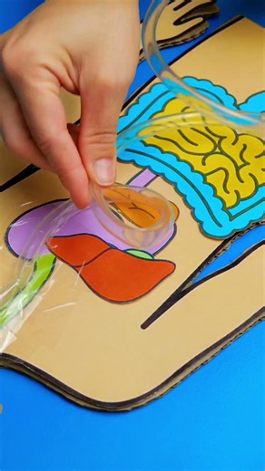 🫃 Digestive System for Kids | How Food Moves Through the Body #shorts #kids