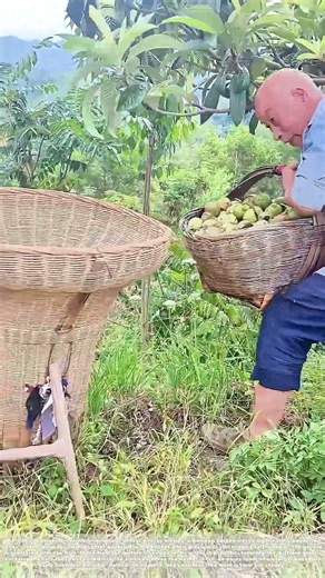Scouring the Ground: How a Bamboo Basket Gathers Fallen Walnuts from the Hillside