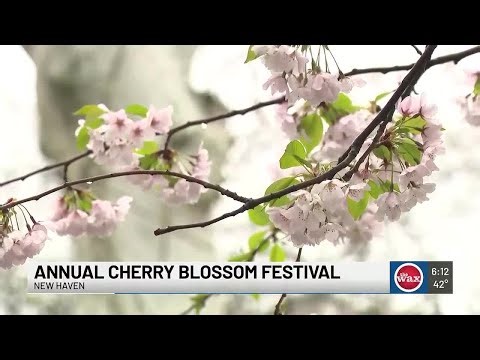 New Haven cherry blossom festival returns for 52nd year