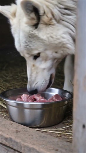 Why This Wolf Was Growling... Then THIS Happened 🐺