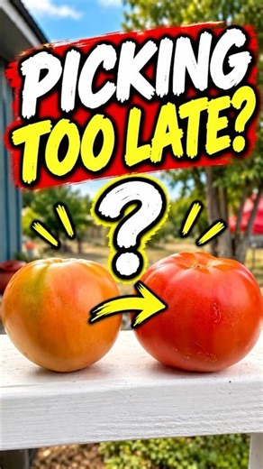 Stop Waiting for Red Tomatoes • Pick Them at THIS Stage