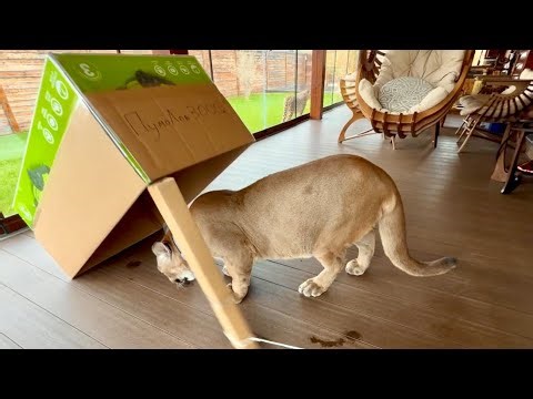 Ловушка для пумы ПУМОЛОВ 3000! Месси заставил смеяться до слёз!