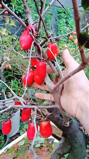 This isn't just a fruit; it is an ocean of blood—a highly nutritious fruit.