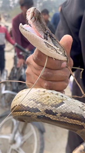 देखो एक 🐉अजगर के कितने दांत होते है 😱🐉🙏