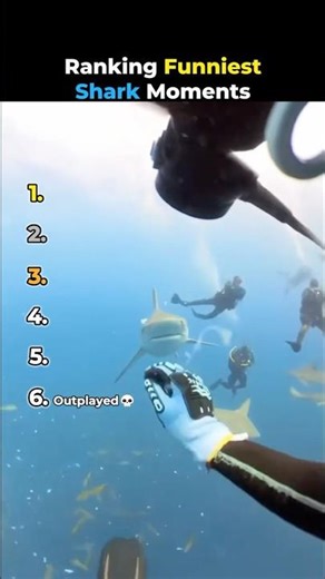 Ranking Funniest Shark Moments