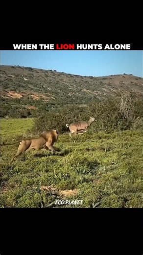 When Lion and Tiger hunts alone #shorts #animal #animalshorts #wildlife #wild #animalvideos