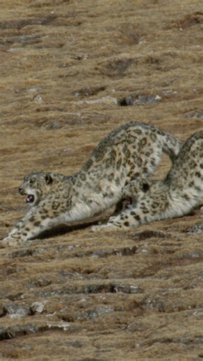 Snow Leopard Parenting: Nature's Survival Dance