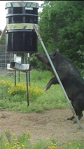Hogzilla the wild hog destroyed my feeder