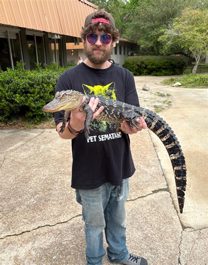 Louisiana clears way for alligator hunting as reptile population explodes