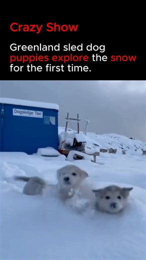 Crazy Show on Instagram: "This is their FIRST time in the snow 🐾❄️ Greenland sled dog puppies stepping out of their shelter in Sisimiut, Greenland — discovering fresh snow for the very first time. Playful, curious, and already showing their natural Arctic instincts, these puppies descend from ancient Arctic wolves. Their thick fur and fat-adapted metabolism are built for one of the harshest environments on Earth. Born for the cold. Raised by nature. Future sled dogs in the making 🐕‍🦺 👇 Would