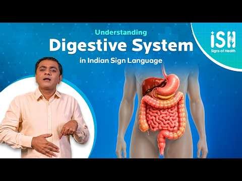 Digestive System Explained: The Journey of Food Inside Your Body | ISH News