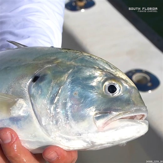 Where to Fish When the WIND Picks Up | South Florida Fishing Channel