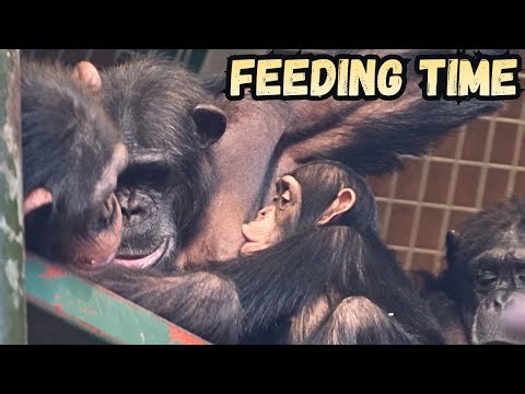 3 Baby Chimps All Feeding