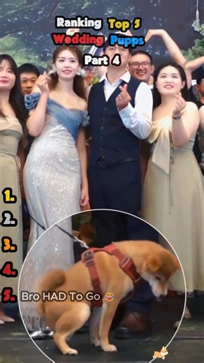 Top 5 Wedding Pups 🐶💍 | Part 4 #dogs #funny