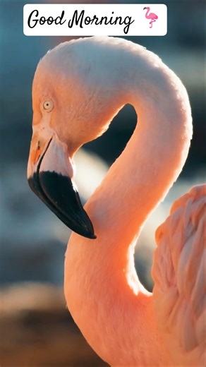 Flamingo Birds | Good Morning Nature Vibes 🦩🌅