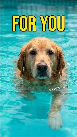 Dog Thinks This About You!! #dog #dogs #dogshorts #shorts #goldenretriever #puppy #puppylove