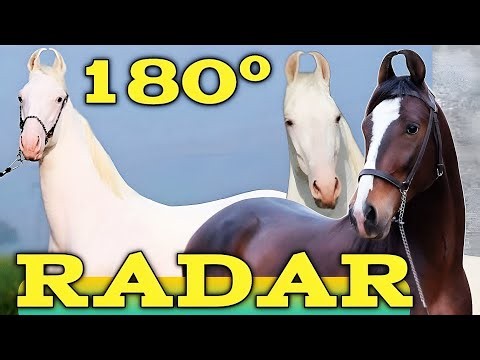 Why the Marwari Horse Has Curved Ears: The Alien Breed Explained #marwarihorse #horseracing