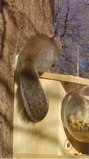 “Squirrel Goes CRAZY for My Uncle Dunkle Feeder! 😱🐿️🍽️ Too Funny!”