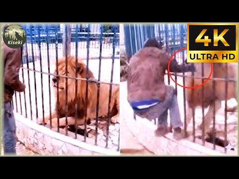 40 Most Brutal Animal Attacks Caught on Camera | Wildlife Attacks #31