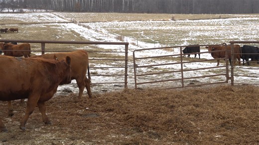 15 Bred Red Angus Heifers - Due 02/25/26 - AI Bred to Bieber Energize - 1100 lbs average weight - Developed over the summer on grass - 100 miles of free delivery included - Take 5 or take them all Message us for more info or check out our website. www.laukantbrothers.com | Laukant Farms