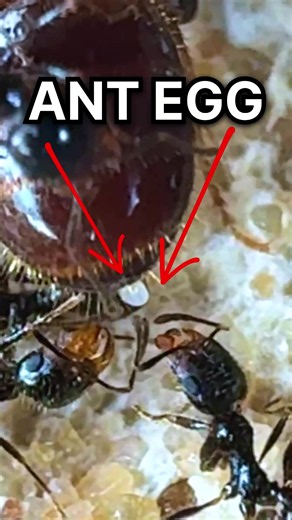 Queen ant lays egg | ants