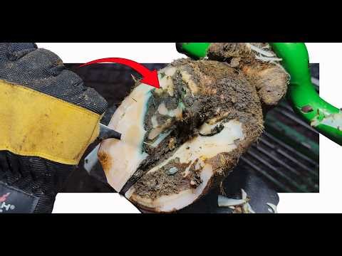 The Most Painful Foot Condition a Cow Can Suffer