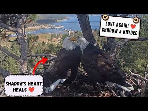 FOBBV ~ SHADOW FINDS LOVE AGAIN WITH KAYDEE! 💕 SWEET BEAKY KISSES AFTER JACKIE! 10.13.26