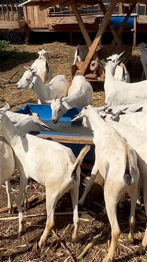 Goats farming | Farm With Fred