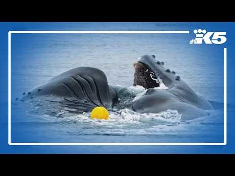 Humpback whale swims free after entanglement