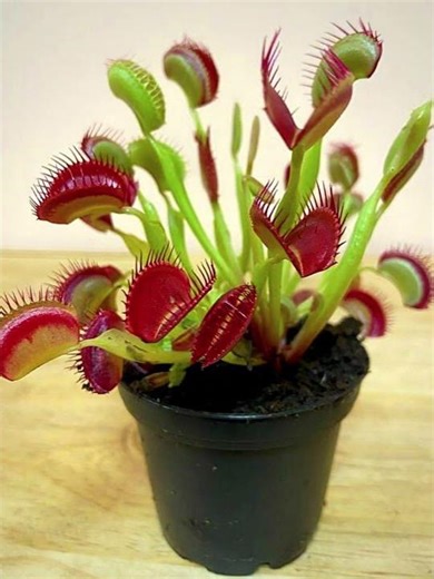 This Plant Looks Like An Alien! #facts #plants #carnivorous #plantcommunity #gardening #nature #flys