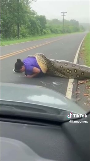 python found swallowing a s