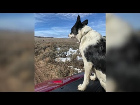 Wolves kill livestock dog in Jackson County