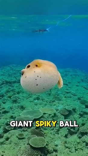 Animals That Sound Absolutely Creepy 😨 #shorts #facts #animals #viral