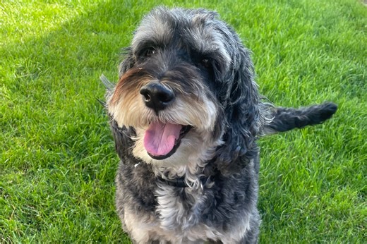 Is my cockapoo a nut job because of me – or is it the breed?