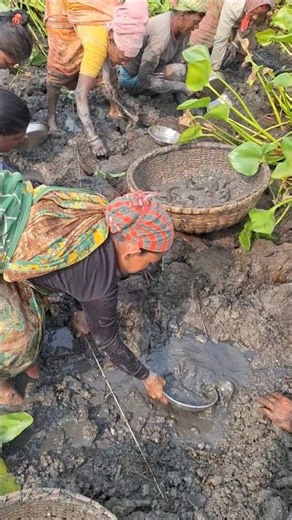 Amazing Village Women Fishing in Beel Pond #fishing #fishvideo #catchfish
