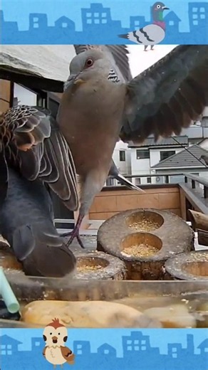 【🐥野鳥】スズメとハトと108 #Shorts