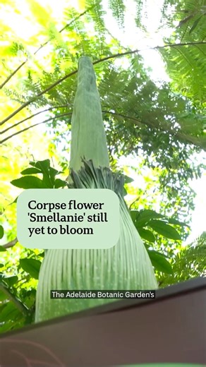 The Adelaide Botanic Garden's corpse flower is keeping eager visitors waiting... still yet to bloom! 🎤 Olivia Mason 🎥Daniel Taylor 🎞️ Will Hunter To read more and stay in the know via the ABC NEWS app, check out the link in our bio. #ABCNewsSA #CorpseFlower #Bloom #Smellanie #AdelaideBotanicGarden | ABC Adelaide