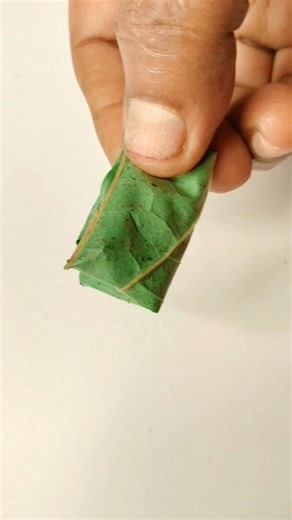 🤯Do you know this trick 🌿🤯💥