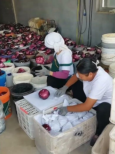 Wrapping process of eggplants in paper to prevent damage during transportation