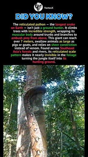 The World's Longest Snake Hunts From the Trees #7x7