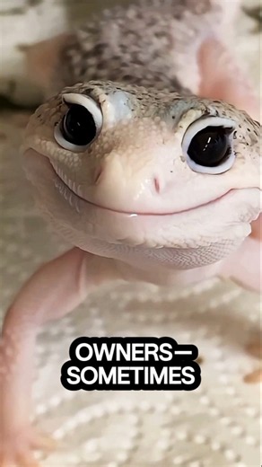 Why Leopard Geckos Shed Like Balloons! 🥺🦎 #shorts#gecko