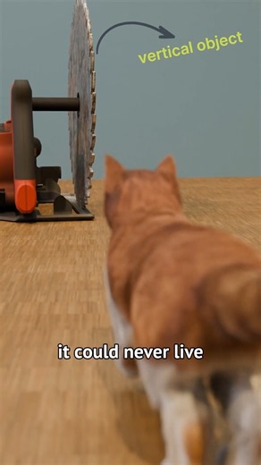 The Blind Kitten Experiment 🐱