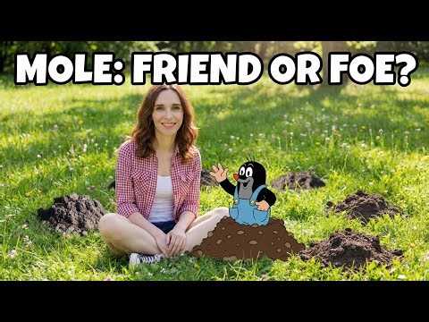 The Little European Mole: Garden Pest or Underrated Gardener's Helper? 🌱