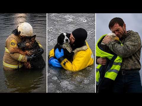 Animals Thanking the People Who Rescued Them (Compilation) 🥺❤️