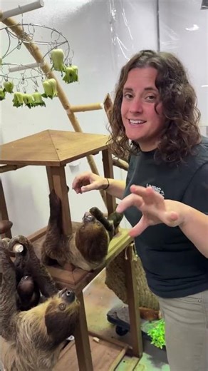 These three sloths make one happy family! 🦥 🦥 🦥 and they all LOVE carrots! 🥕