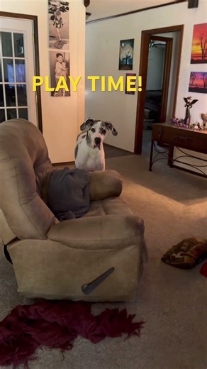 #funny #dog #happy #play #greatdane #catch