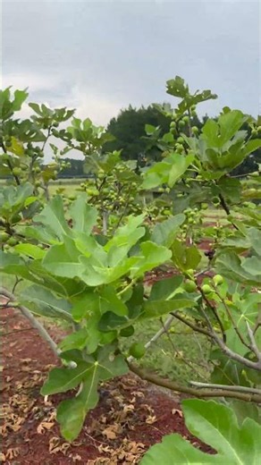 The Most LOADED Fig Tree in My Orchard!