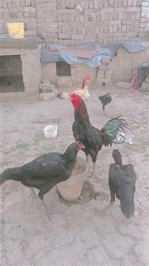 Aseel Murgha Fight & Beauty 🐓🔥 | Desi Aseel Chicken in Pakistan | #Murgha #PoultryFarming #Pakistan