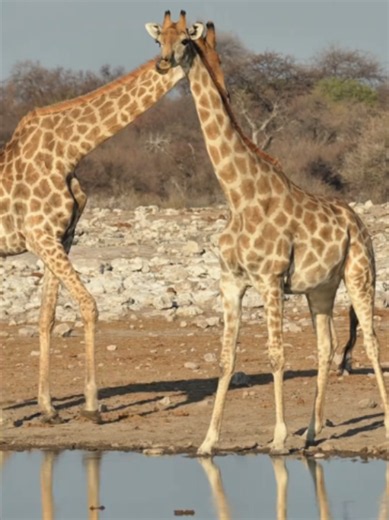 The beauty of giraffes in the African wilderness! Grace, elegance, and nature at its best in Kenya. ❤️