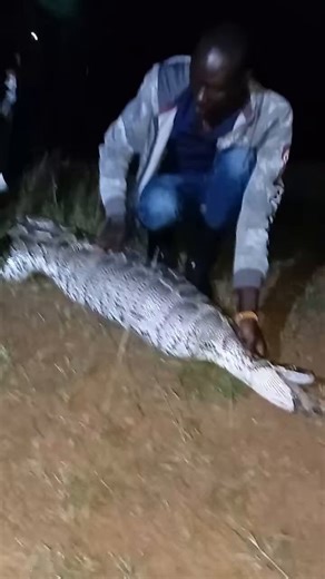This python ate our goat that we were gifted over the weekend, so we called the reptile master and the python regurgitated the goat and it was safely caught and taken safely, the boys want to eat the goat which was vomited by the python but me waahh....I won't touch it😹😹🙌
